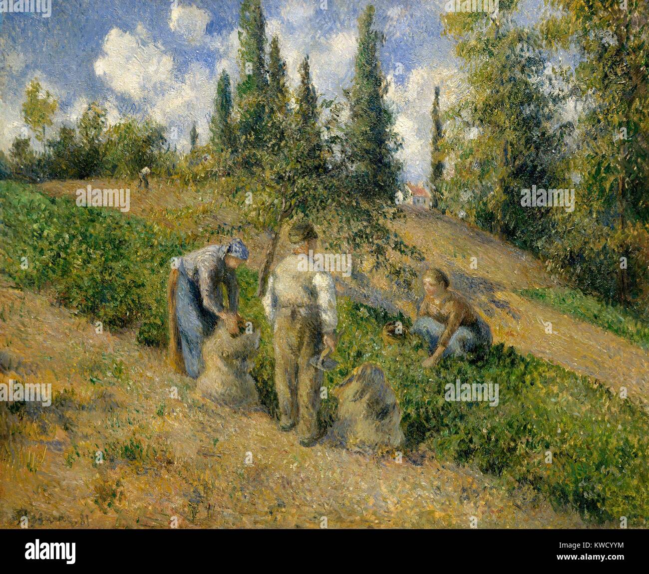 La récolte, Pontoise, par Camille Pissarro, 1881, la peinture impressionniste français, huile sur toile. Le thème de la collecte de la pomme de terre se reproduit dans les œuvres de Pissarro, le lier à l'peintres réalistes de la 1840-1850s, tandis que ses petits traits anticiper son pointillisme et néo-impressionnisme (BSLOC 2017 3 58) Banque D'Images