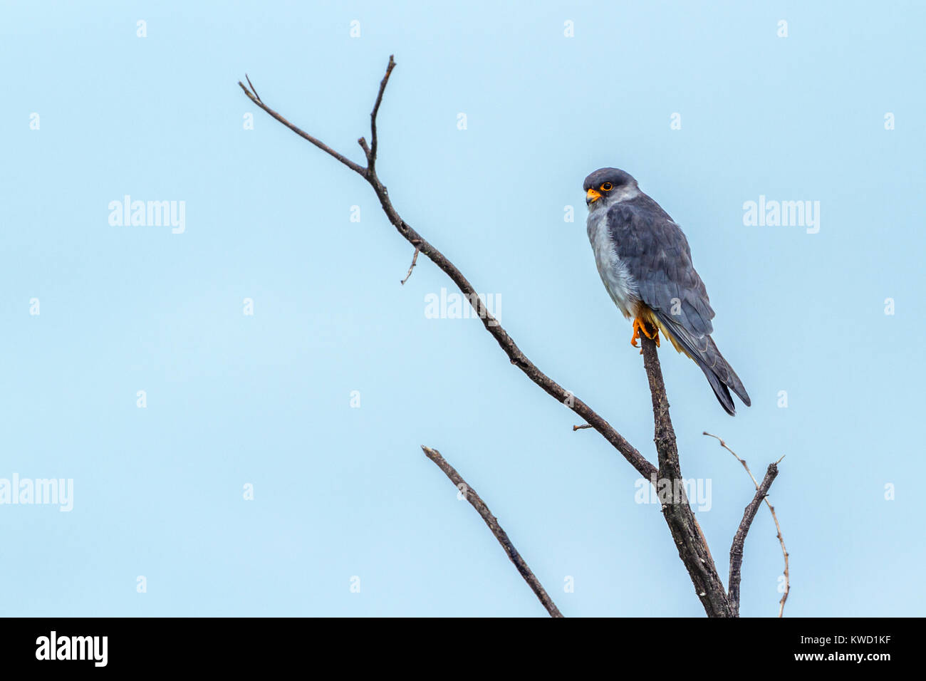 Espèce de la famille des Falconidae Falco amurensis Banque D'Images