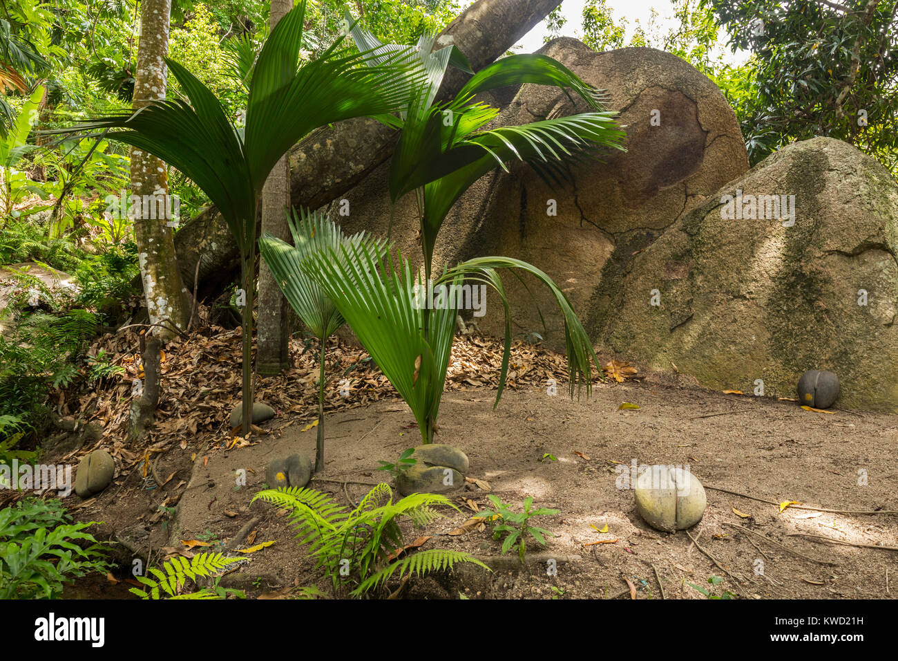 Les plantes juvéniles de Coco de Mer (Lodoicea maldivica), Fond Ferdinand Réserve Naturelle, Praslin, Seychelles Banque D'Images