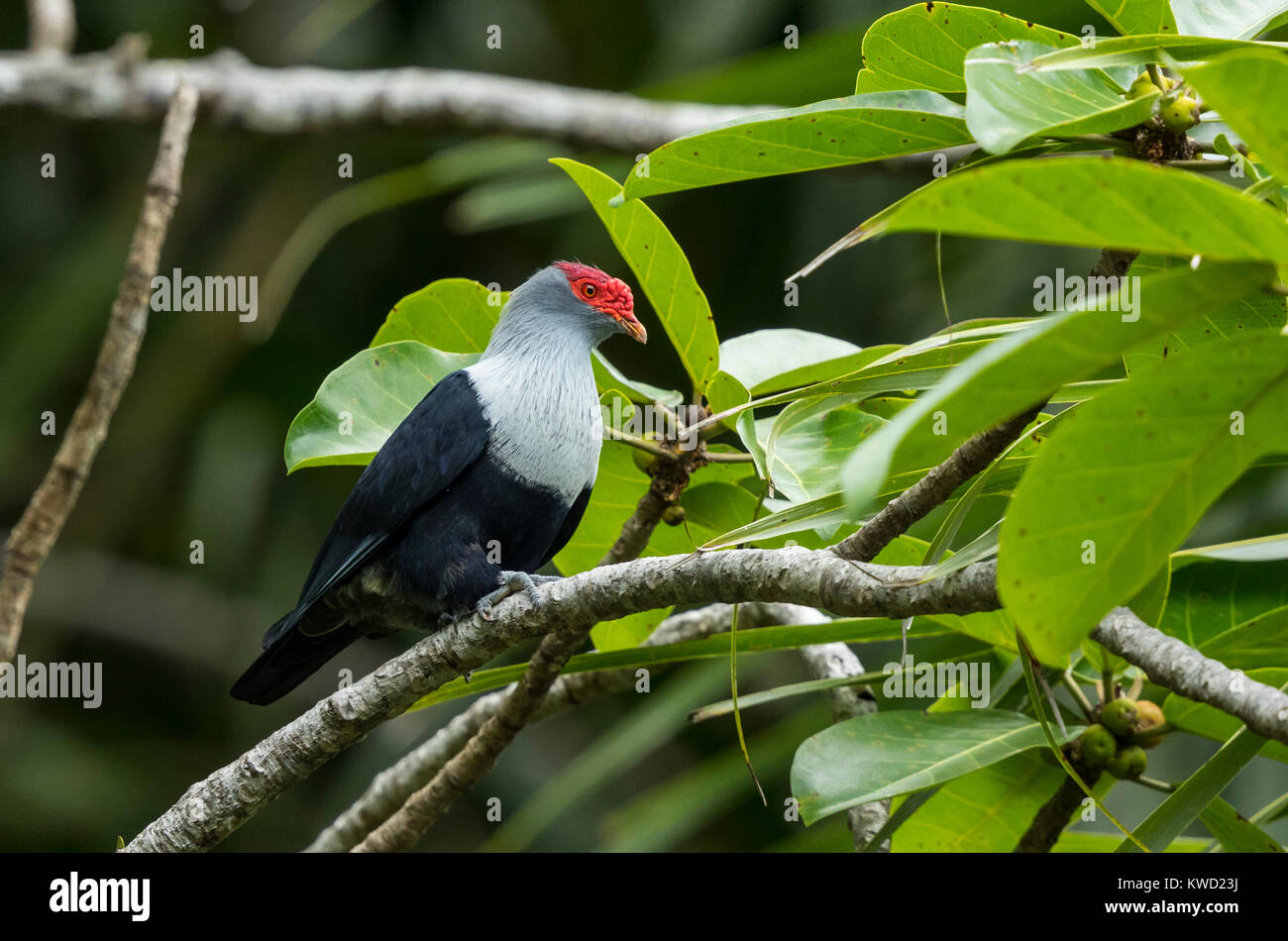 Seychelles (Blue-Pigeon Alectroenas pulcherrimus) (Alectroenas pulcherrima), les pigeons, les tourterelles (Columbidae), Seychelles Pigeon bleu Banque D'Images