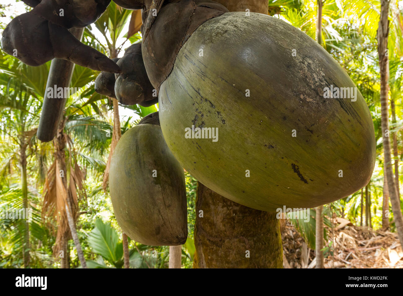 Coco de Mer (Lodoicea maldivica) de sexe féminin, d'arbres de noix de coco de mer, noix de coco, Double fond Ferdinand Réserve Naturelle, Praslin, Seychelles Banque D'Images