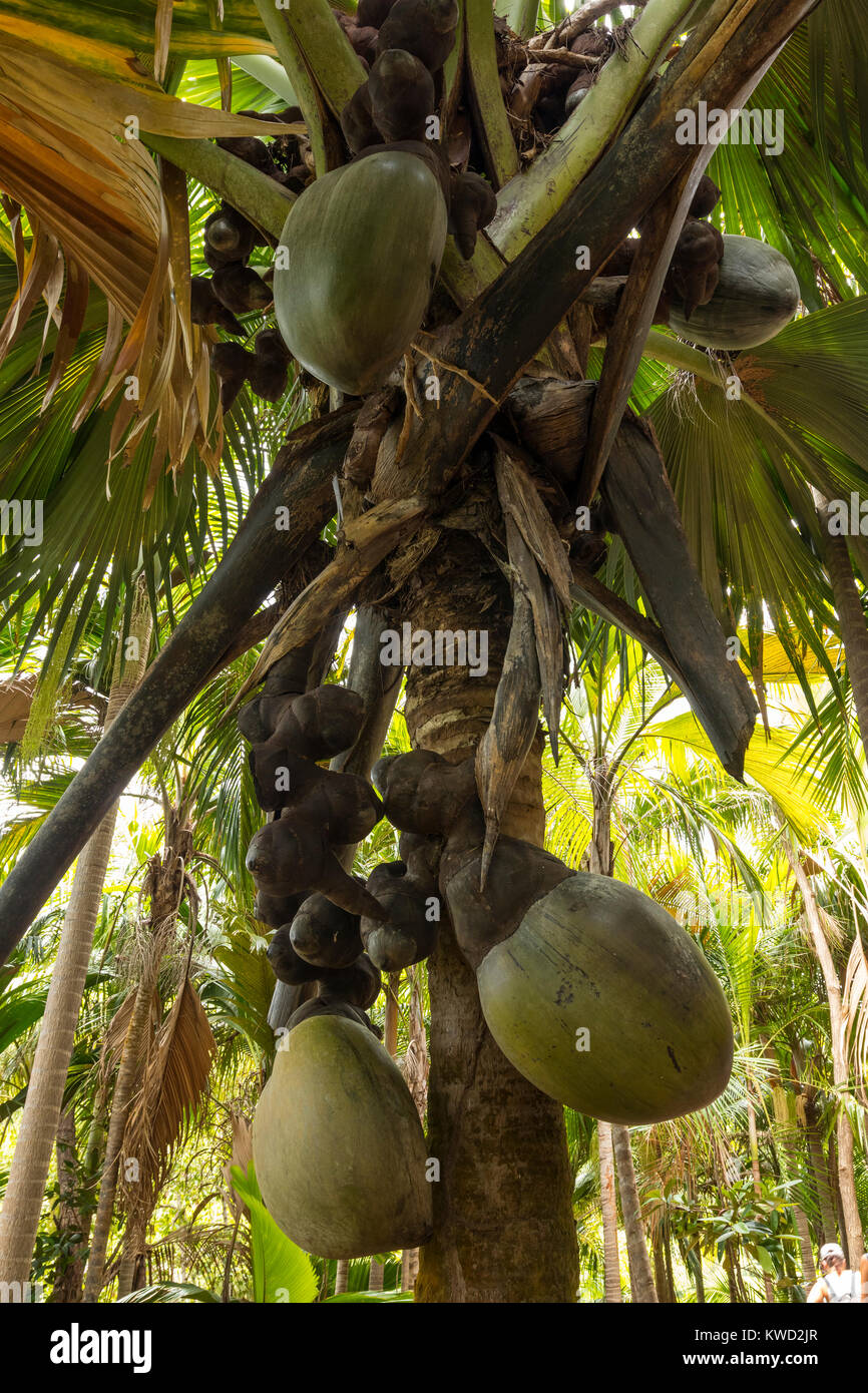 Coco de Mer (Lodoicea maldivica) de sexe féminin, d'arbres de noix de coco de mer, noix de coco, Double fond Ferdinand Réserve Naturelle, Praslin, Seychelles Banque D'Images