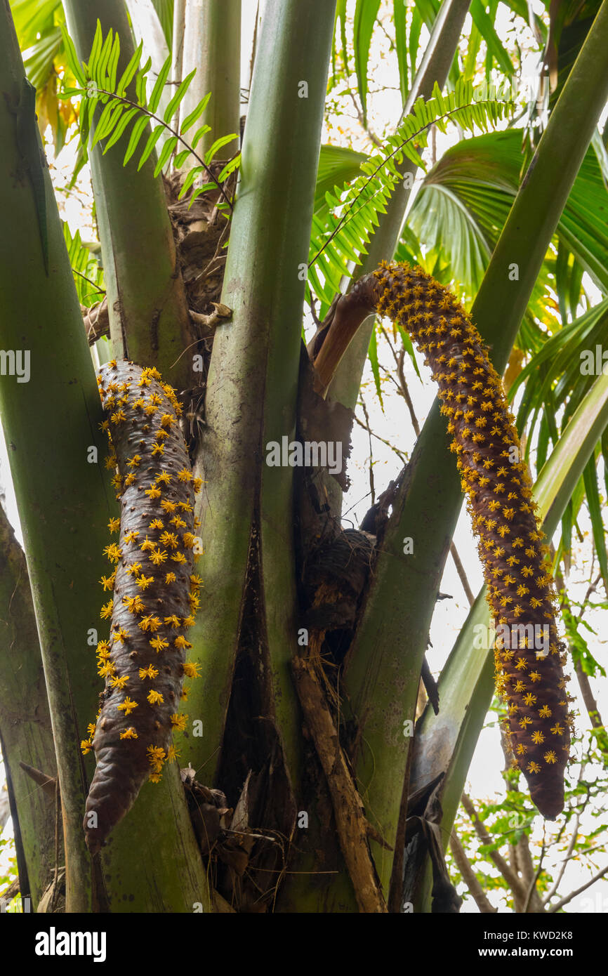 Coco de Mer (Lodoicea maldivica) arbre mâle, de la mer, noix de coco noix de coco, Double fond Ferdinand Réserve Naturelle, Praslin, Seychelles Banque D'Images