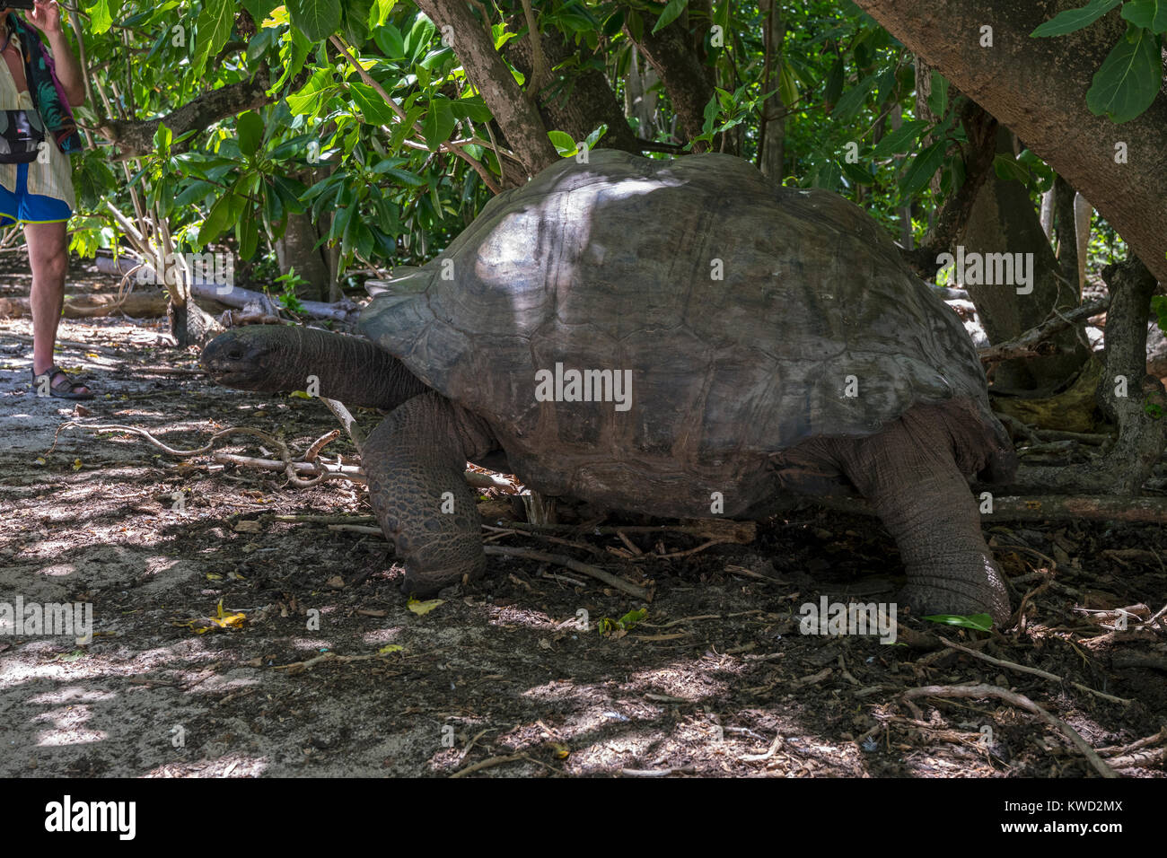Tortue géante d'Aldabra (Aldabrachelys gigantea), Testudinidae Banque D'Images