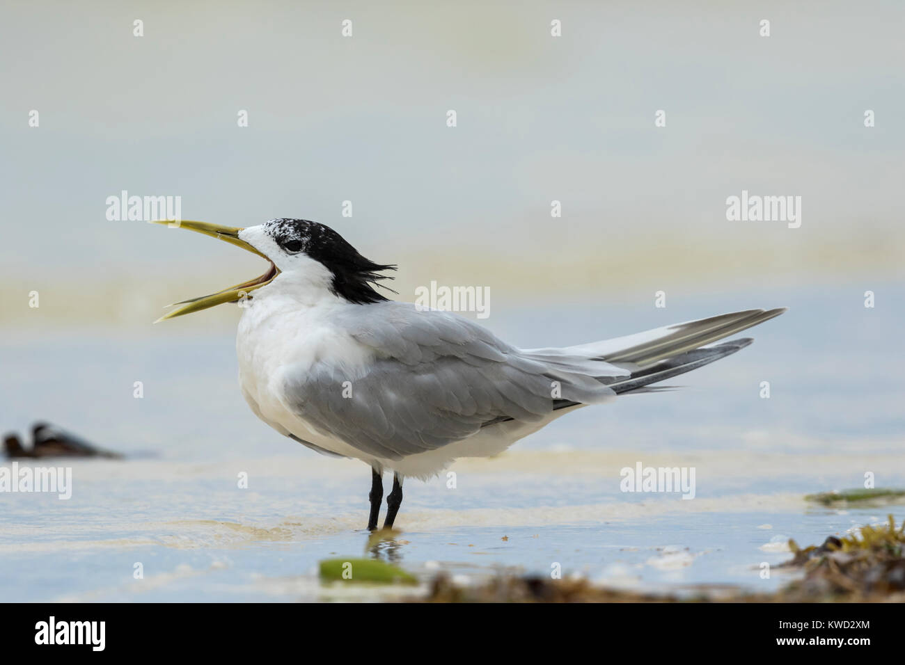 Le Tern Sterne, Swift (Thalasseus bergii thalassinus), non-nuptiale Banque D'Images