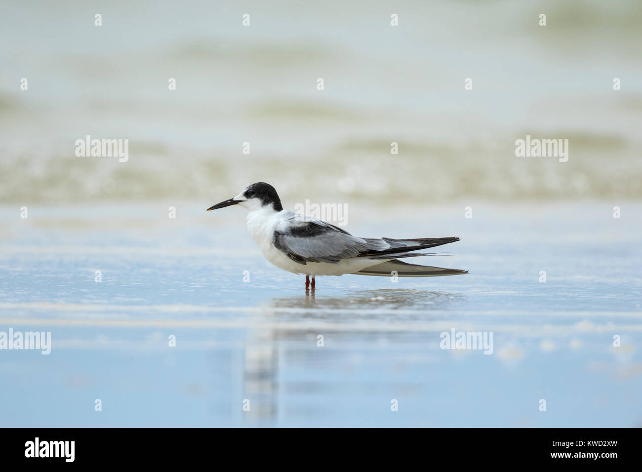 White-cheeked Tern (Sterna repressa), la non-reproduction plumage, side view Banque D'Images