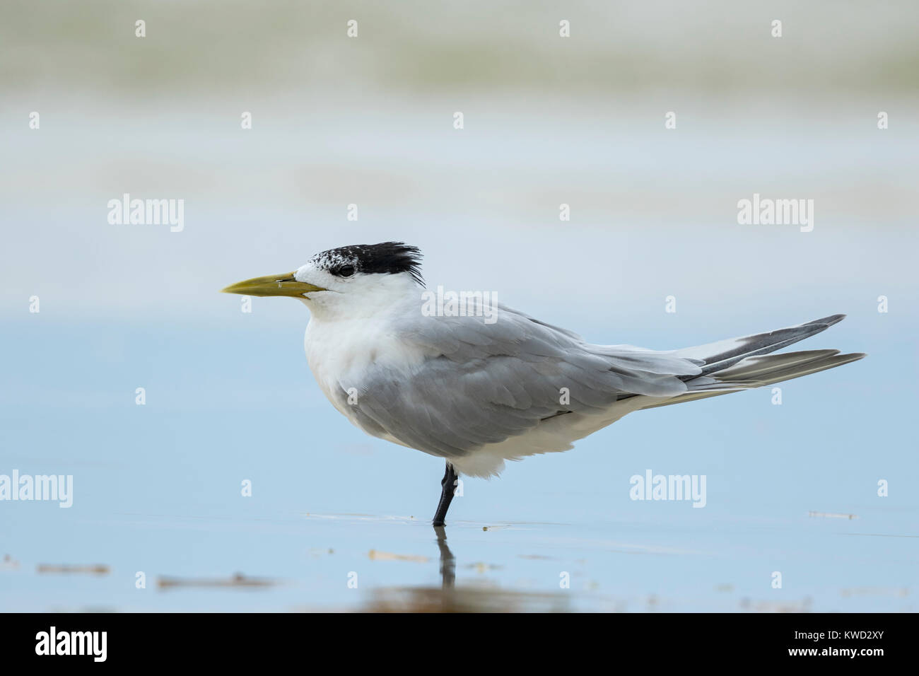 Le Tern Sterne, Swift (Thalasseus bergii thalassinus), non-nuptiale Banque D'Images
