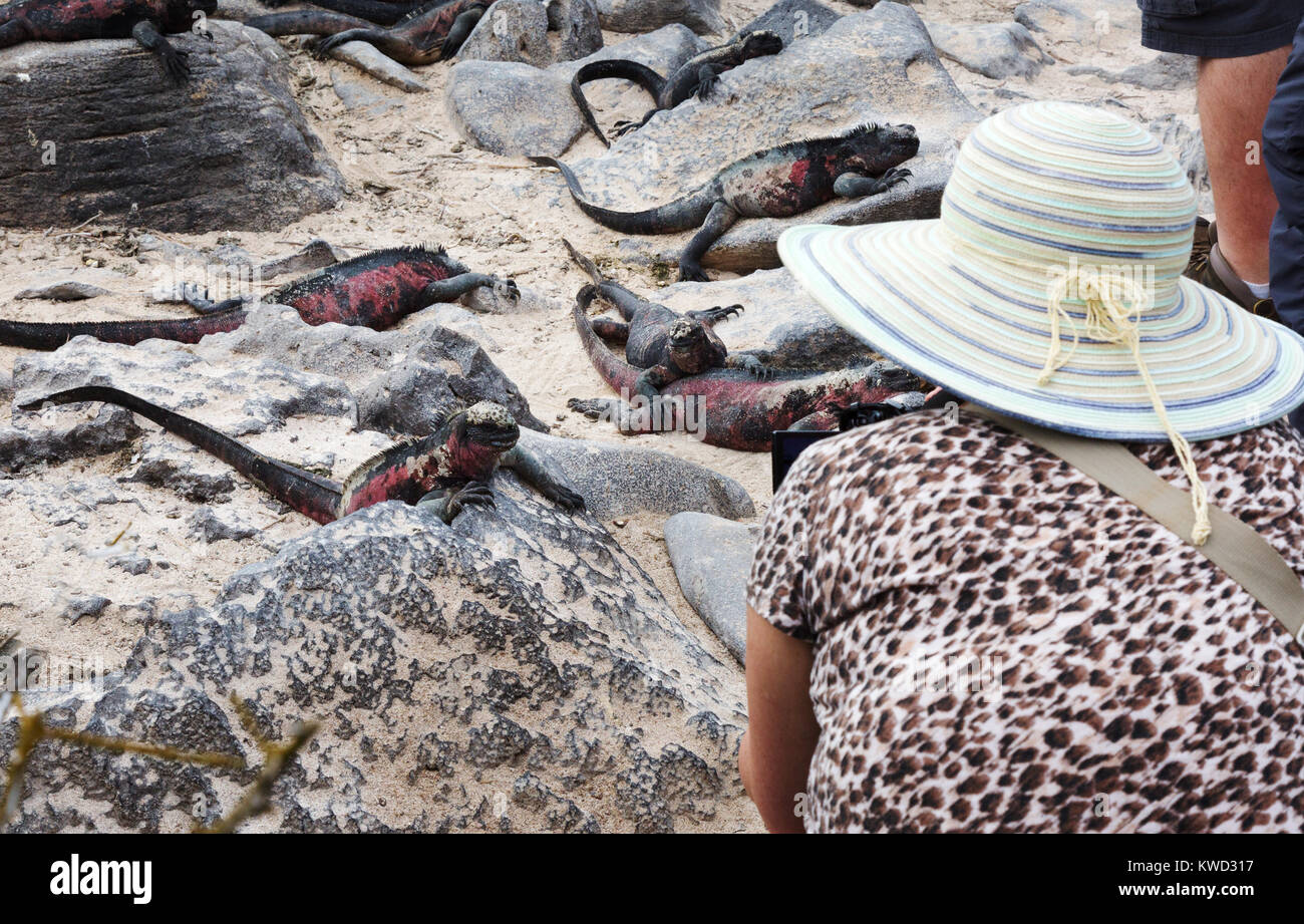 - Galapagos photographie touristique d'iguanes marins, d'Espanola Island, îles Galapagos, Equateur Amérique du Sud Banque D'Images