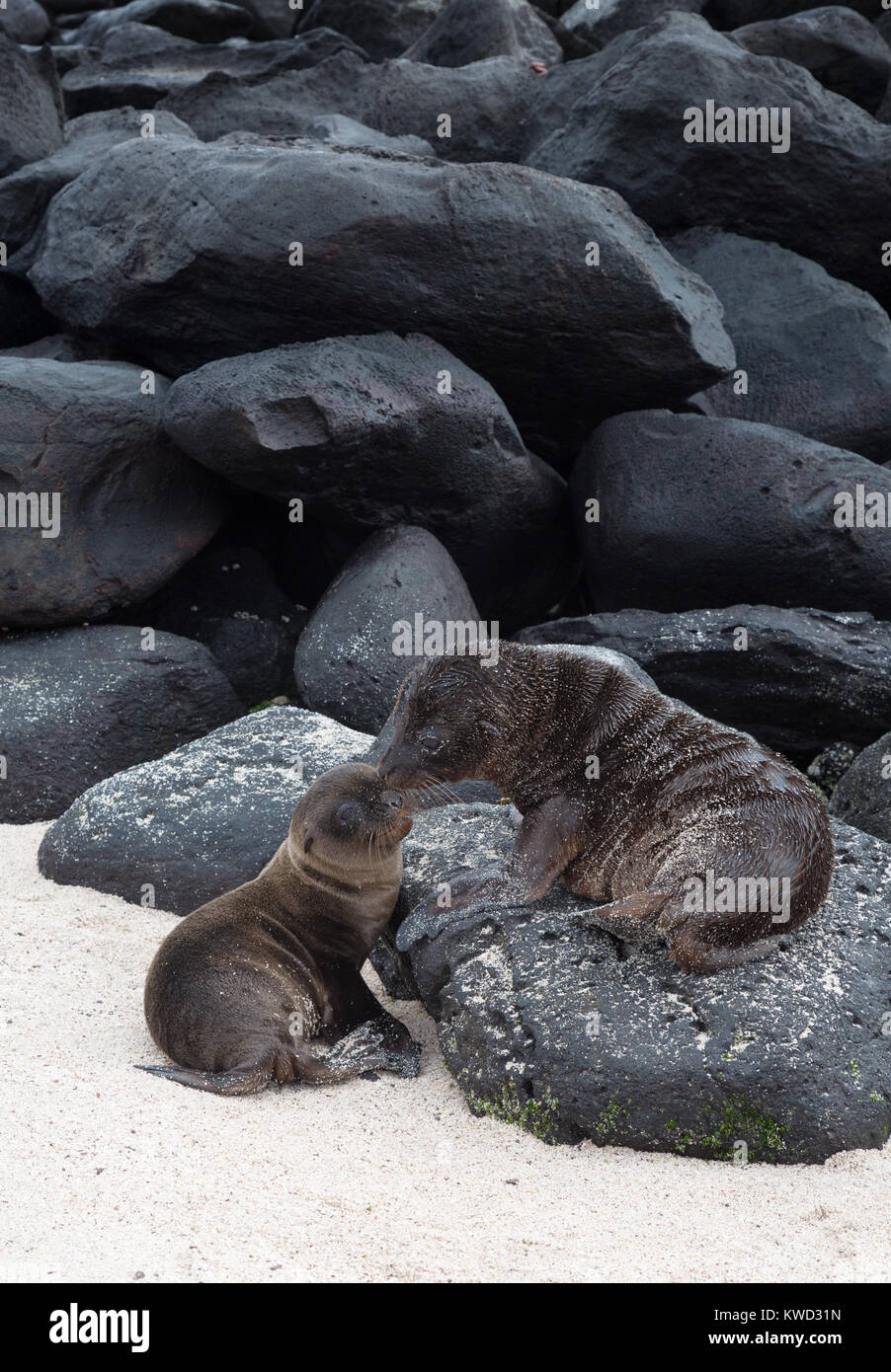 Deux petits Lion de mer Galapagos (Zalophus wollebaeki) jouant sur des roches de lave, l'île d'Espanola, îles Galapagos, Equateur Amérique du Sud Banque D'Images