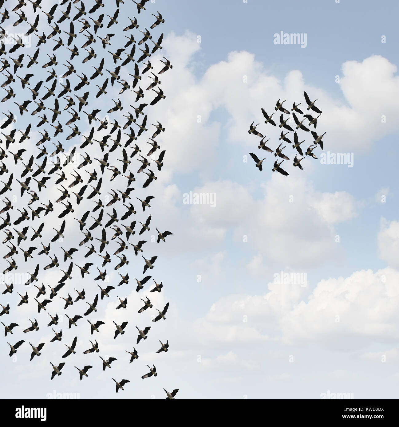 Groupe Indépendant et nouvelle équipe de penseurs concept concept de leadership ou d'équipe de l'individualité comme une foule d'oiseaux en vol avec un petit groupe. Banque D'Images