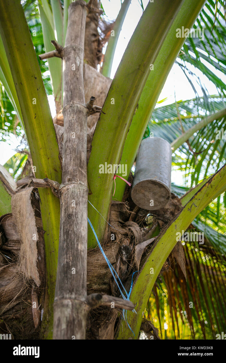 La collecte des conteneurs à partir de sap sucre fleur tige à Coconut Plantation de Sucre, Tambon Kradangnga, Samut Songkhram, Thaïlande. Banque D'Images