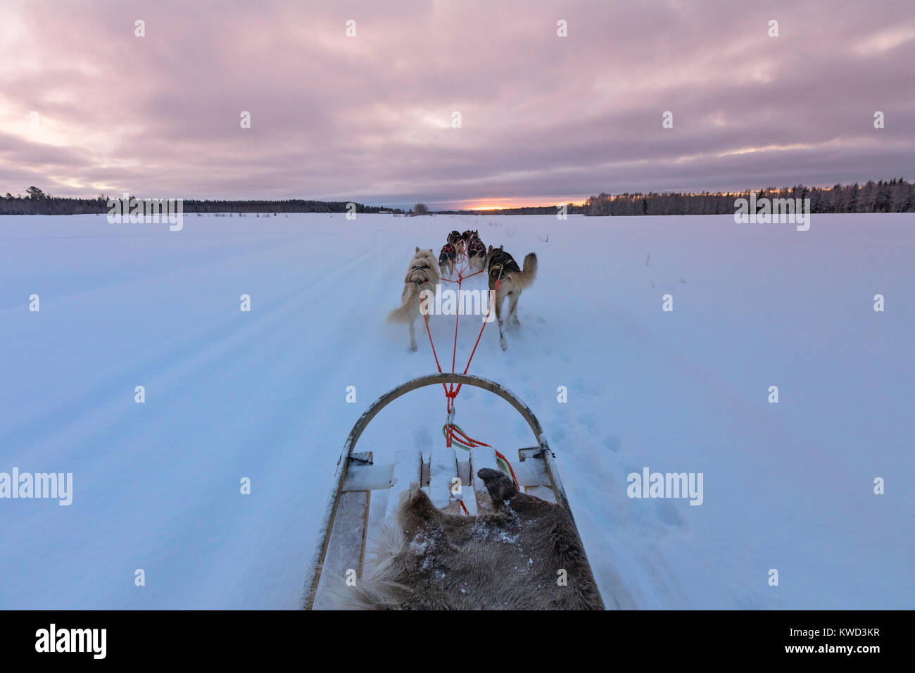 Lulea, Huskies, en Laponie suédoise, la Suède, Europe Banque D'Images