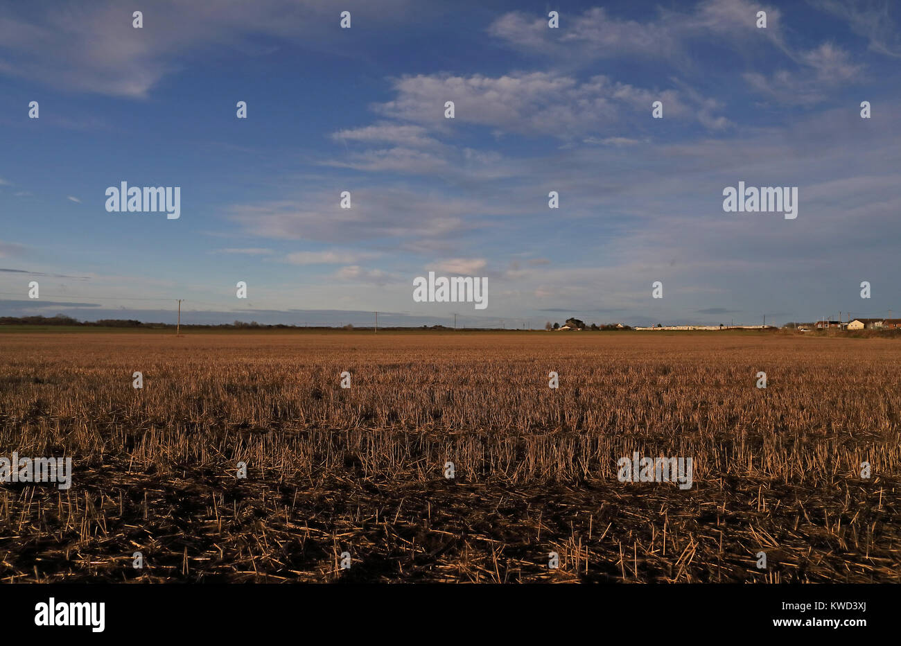 Vue sur champ de chaumes Hempstead, Lessingham, Norfolk Decemberview Banque D'Images