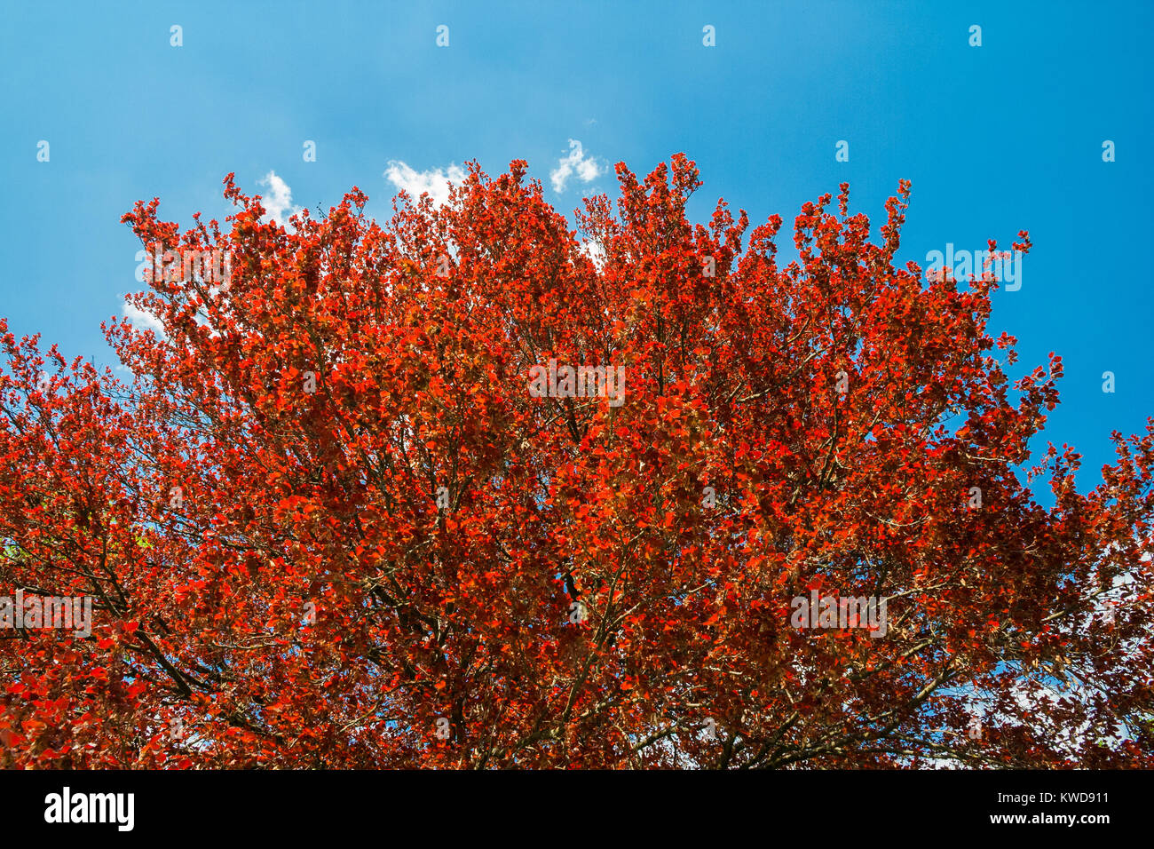 Partie supérieure d'une cerise noire prunier (Prunus cerasifera nigra), célèbre pour ses feuilles rouges. Prise dans le jardin de Schloss Hellbrunn, Salzburg. Banque D'Images