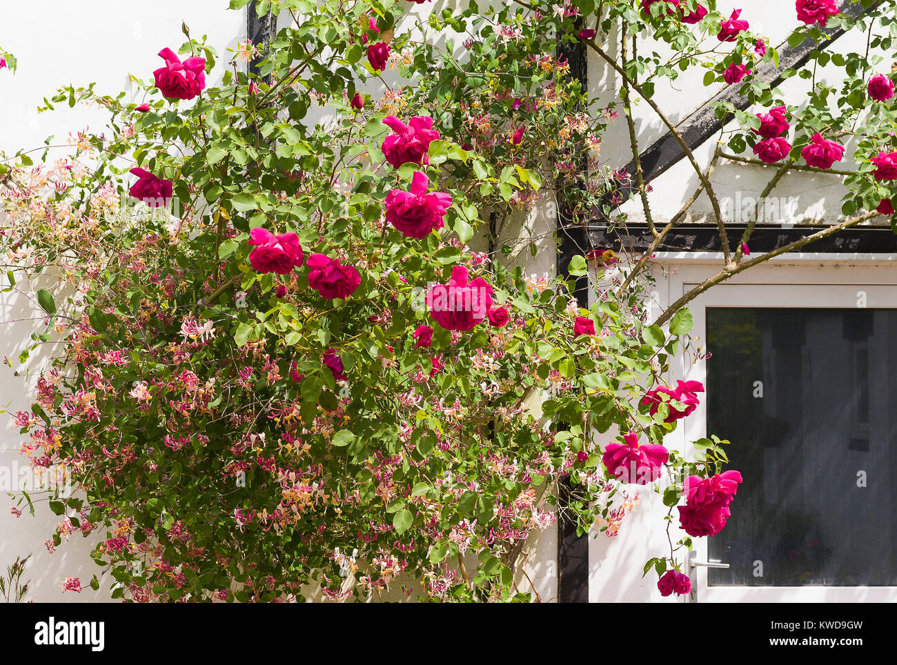 Escalade et chèvrefeuille roses rouges sur le mur d'une ancienne grange. Rosa Etoile de Hollande et lonicera panaché Banque D'Images