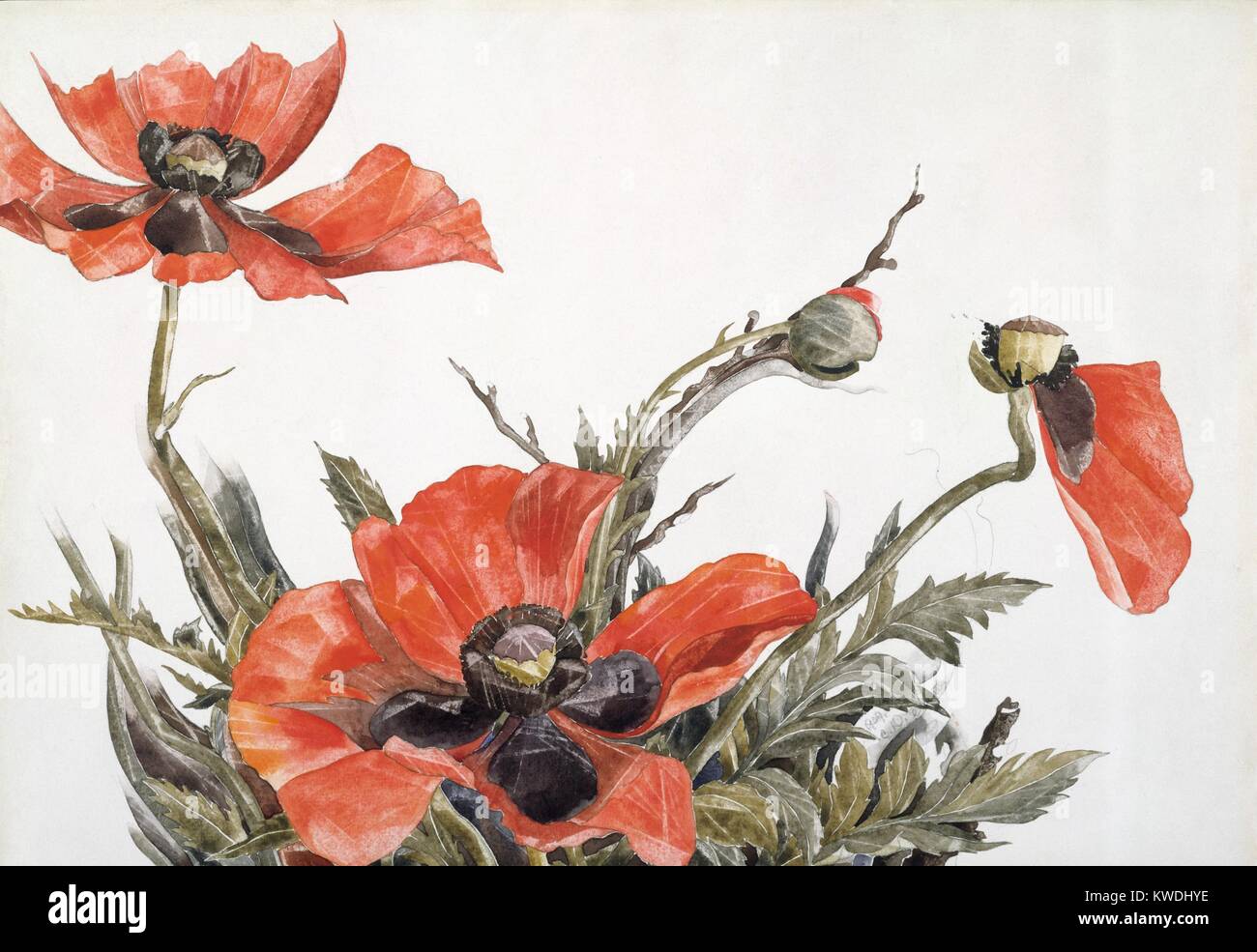 Les coquelicots rouges, par Charles Demuth, 1929, American peinture, aquarelle, et graphite sur carton. Les coquelicots présentent les différents cycles de vie des fleurs : ouverture, en herbe, en fleurs, et en décomposition. L'artiste a utilisé un proche en portrait (BSLOC 2017 7 98) Banque D'Images