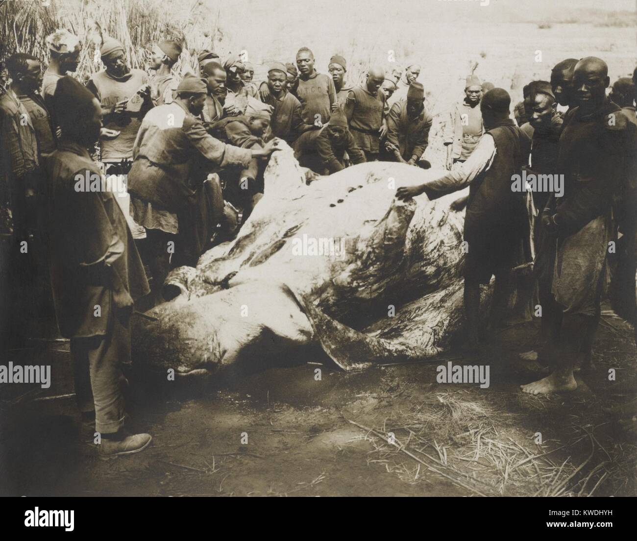 Les hommes d'Afrique de l'écorcher un hippopotame tué par Theodore Roosevelt, juil. 1909. Le crâne et la peau sera préservée pour la taxidermie Smithsonians par le musée d'Histoire Naturelle (BSLOC 2017 8 10) Banque D'Images