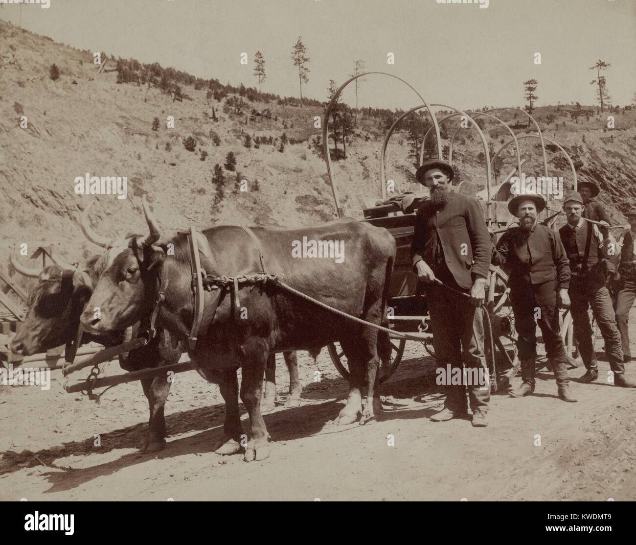 Cinq prospecteurs de partir à l'or du Dakota du Sud avec un chariot tiré par des bœufs. Photo de John Grabill, janvier 1891 (BSLOC   2017 18 53) Banque D'Images