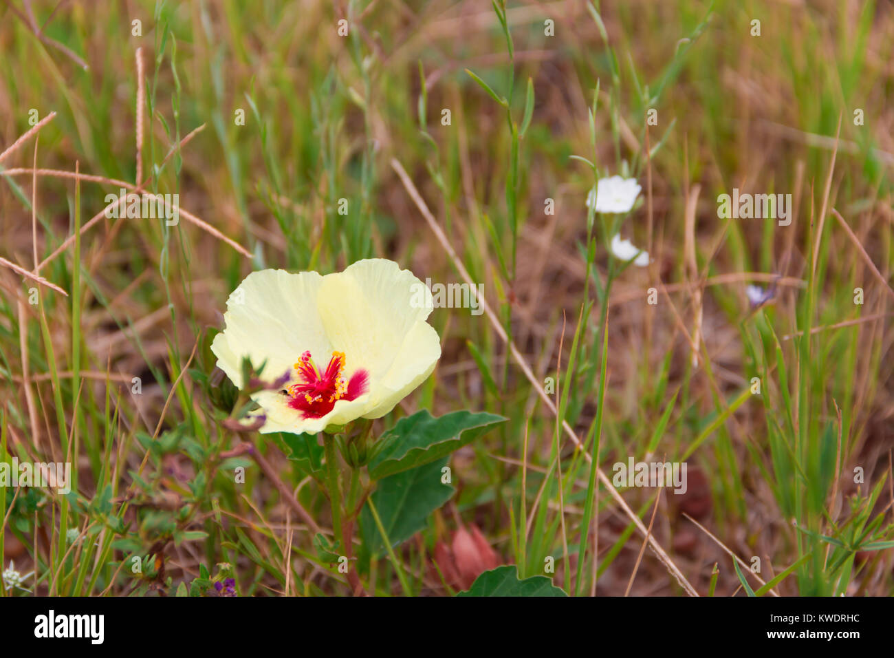 Jaune et rouge sauvage fleurs rustique qui fleurit au printemps Banque D'Images