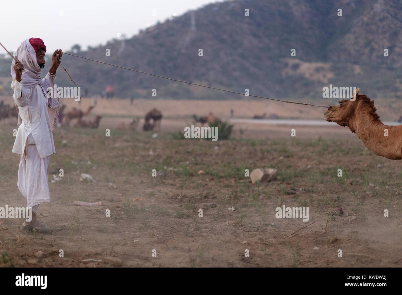 Scène à Pushkar Camel Fair, négociant essayant d'assouplissent camel, Rajasthan, Inde Banque D'Images