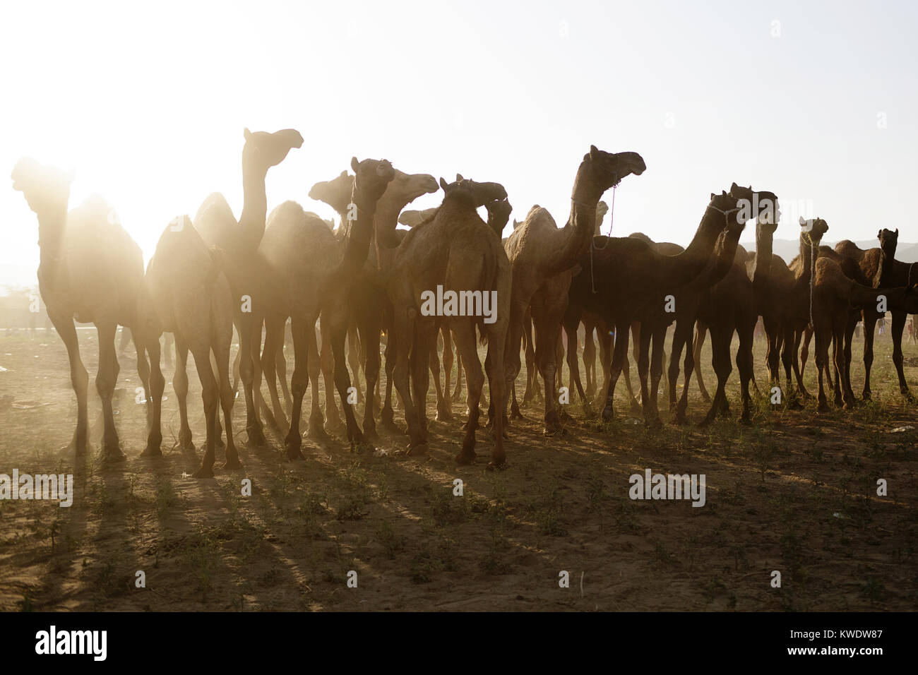 Scène à Pushkar Camel Fair, troupeau de chameaux, contrejour, matin, Pushkar, Rajasthan, India Banque D'Images