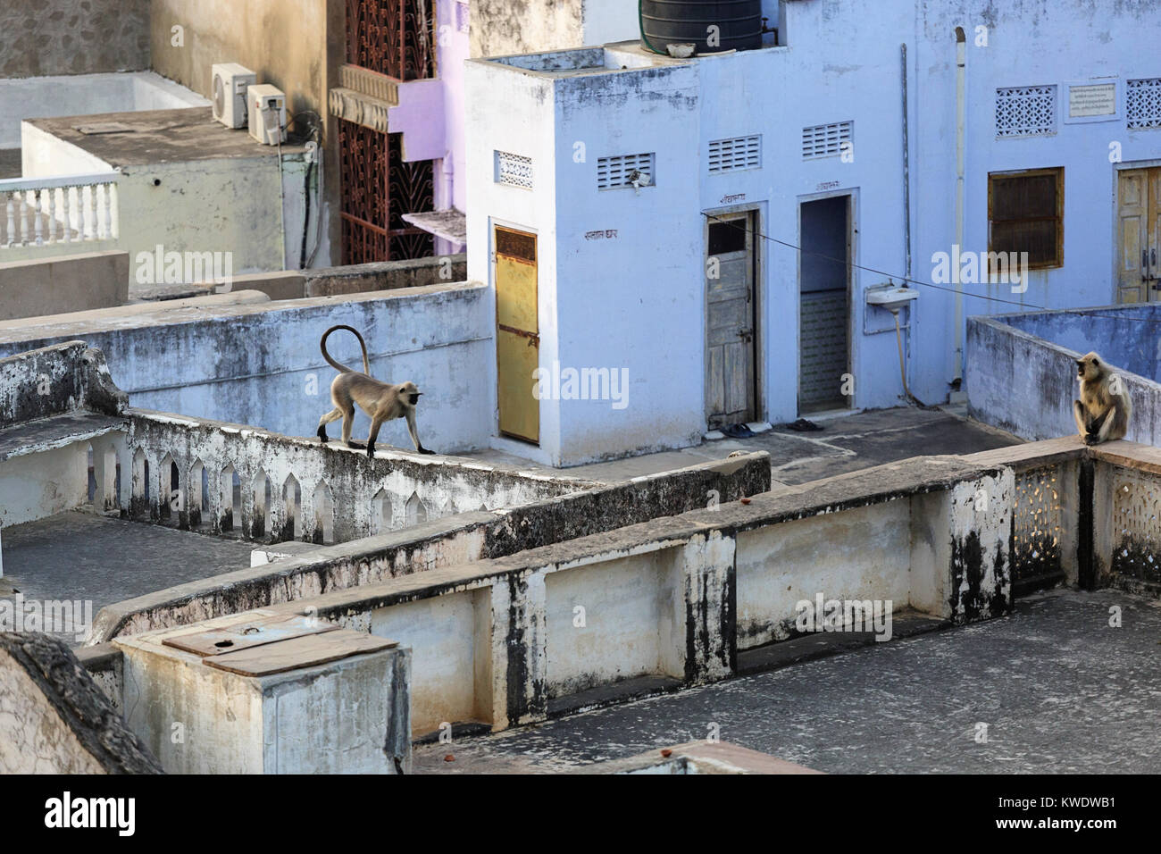 Groupe de singes langurs Hanuman marcher sur les toits des bâtiments, Pushkar Rajasthan, Inde. Banque D'Images