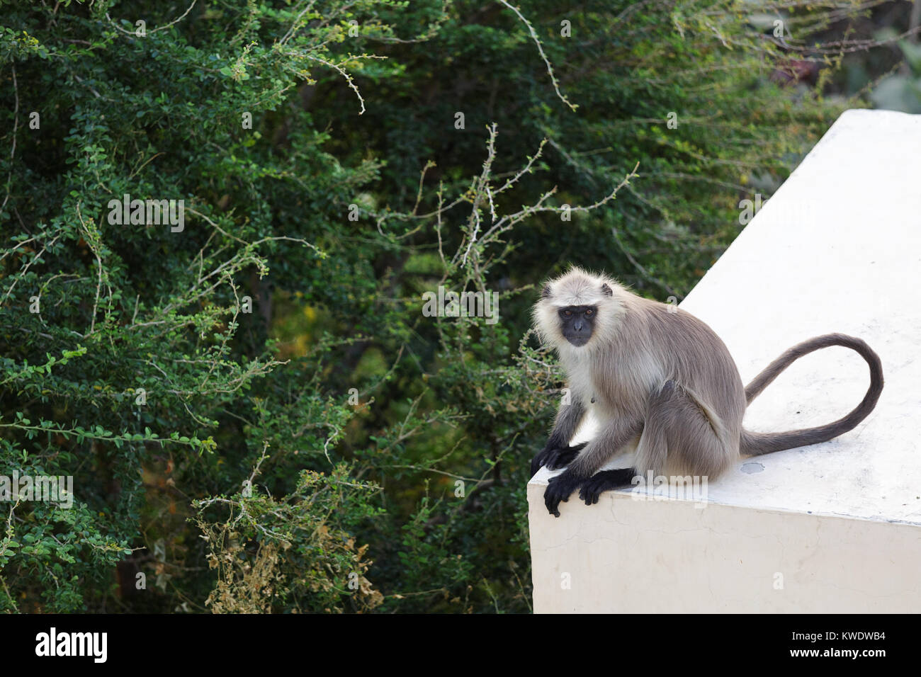 Vue latérale des langurs Hanuman le Singe assis sur un toit d'un immeuble à Pushkar et à la gauche, Rajasthan, Inde. Banque D'Images