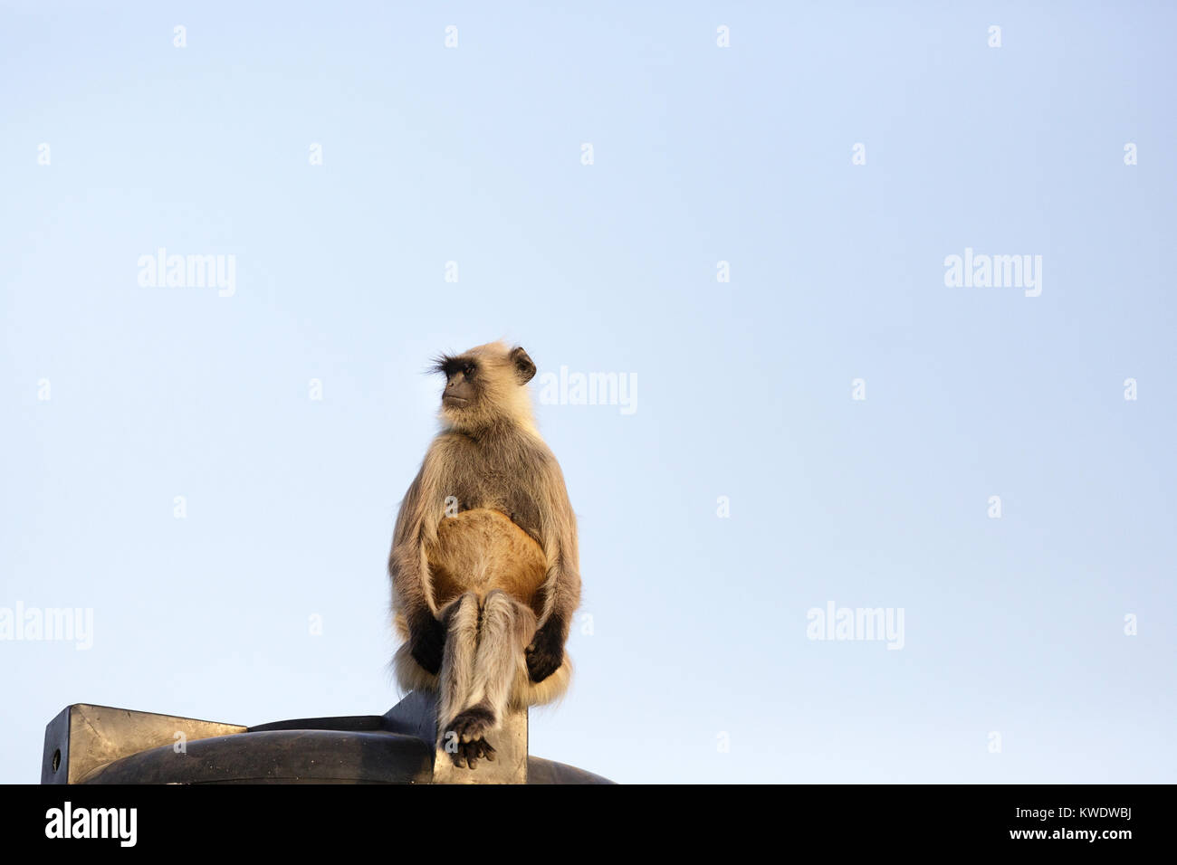 Langurs Hanuman le Singe assis sur un toit d'un immeuble à Pushkar et à droite, Rajasthan, Inde. Banque D'Images
