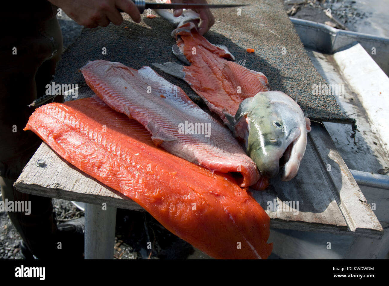 Le filetage d'un saumon rouge de la Copper River au près du village de l'Alaska États-unis Chitina Banque D'Images