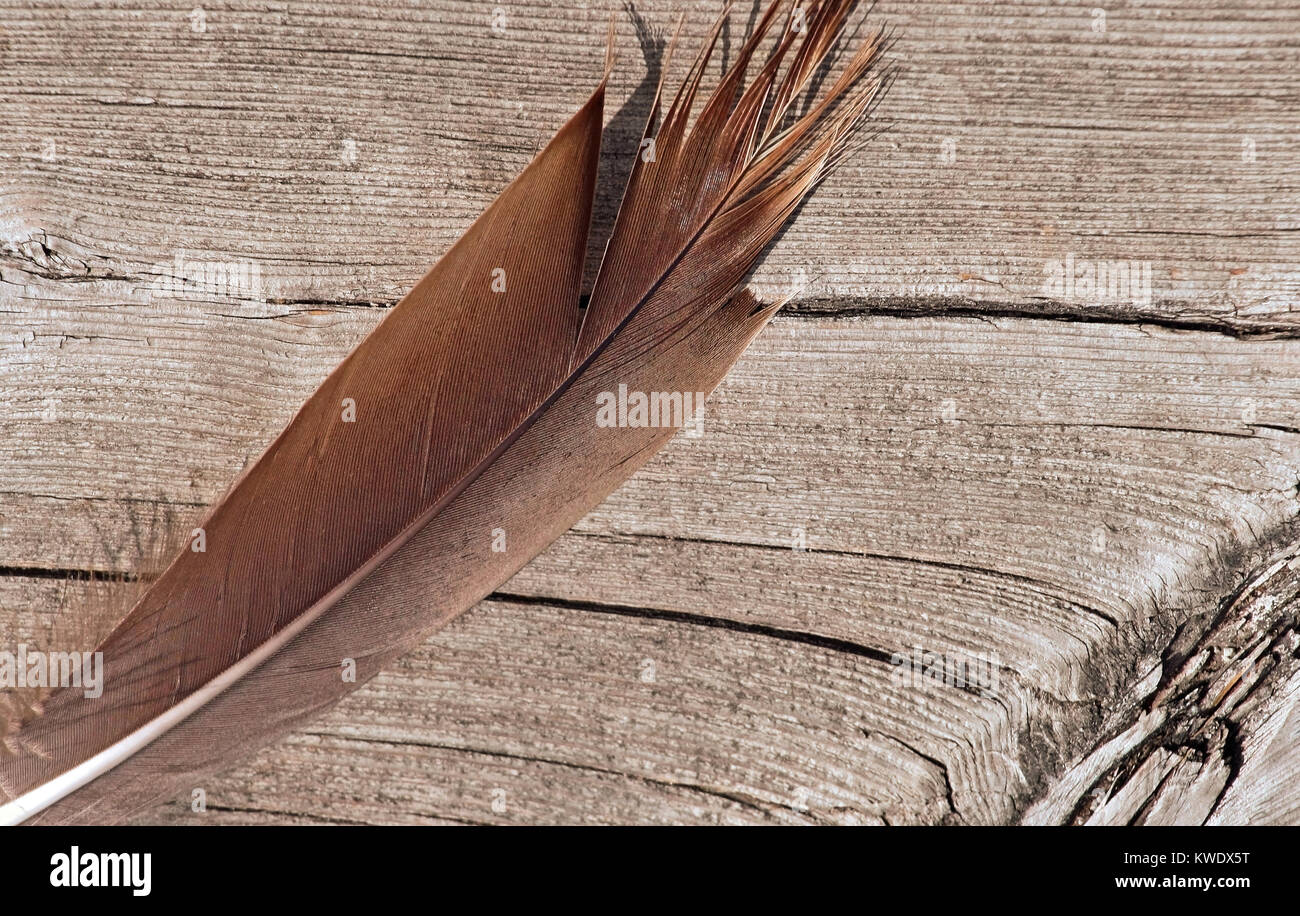 Plume d'oiseau portant sur le vieux bois surface de dock Banque D'Images
