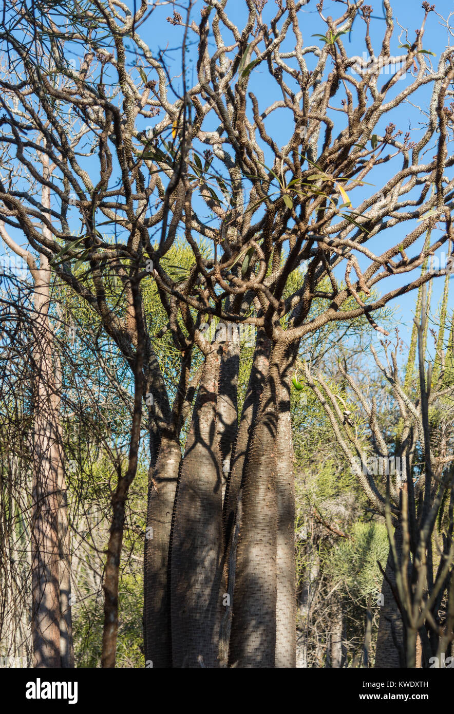 Pachypodium geayi sauvages de branches d'arbres, une espèce endémique de la Forêt épineuse du sud-ouest de Madagascar, Berenty Réserve privée, à Madagascar. Banque D'Images