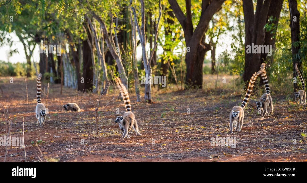 Une troupe de lémuriens (ring-tailed Lemur catta) l'itinérance sur le terrain de Berenty Réserve privée. Madagascar, l'Afrique. Banque D'Images