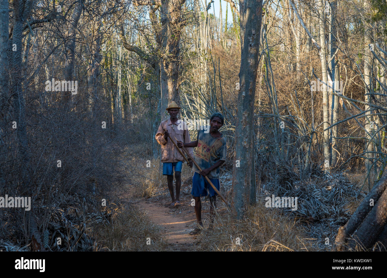 Deux hommes travaillant dans la Forêt épineuse de Berenty Réserve privée. Madagascar, l'Afrique. Banque D'Images