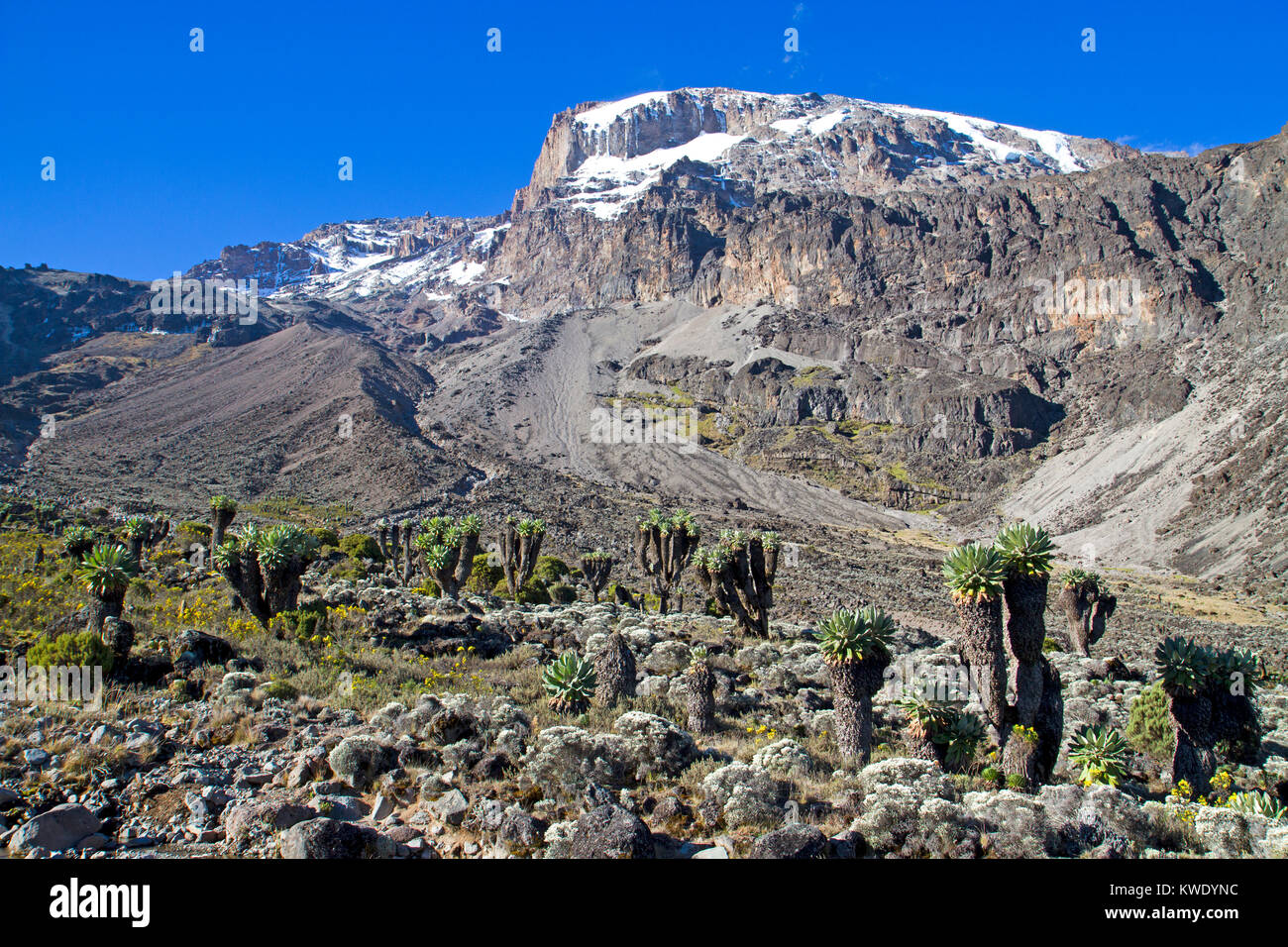 (Groundsels senesia géant) sur le mont Kilimandjaro Banque D'Images