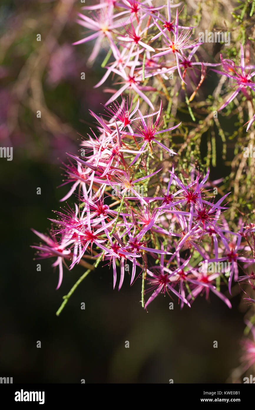 Turquie (Calytrix exstipulata) en fleurs. Berry Springs. Territoire du Nord. L'Australie. Banque D'Images
