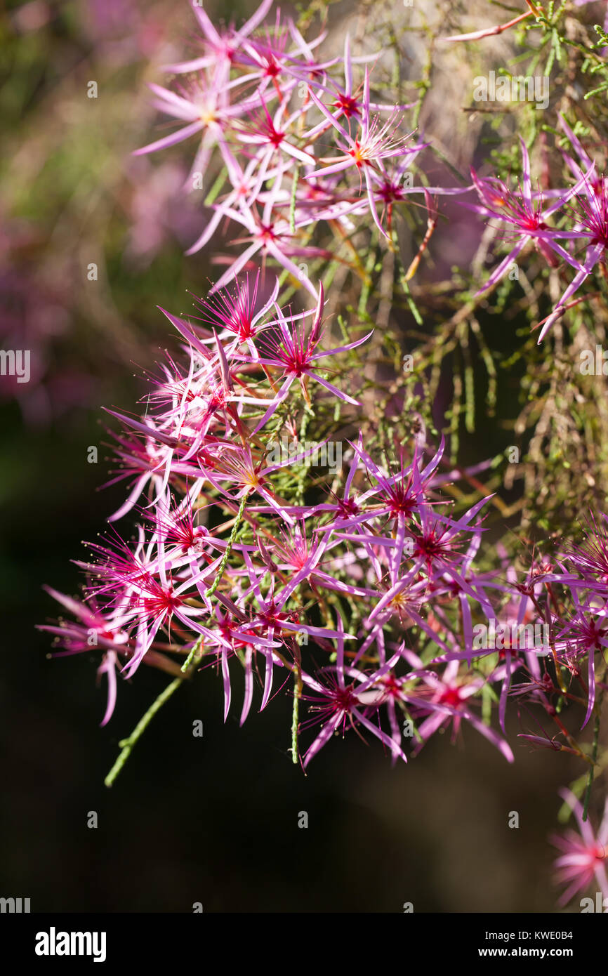Turquie (Calytrix exstipulata) en fleurs. Berry Springs. Territoire du Nord. L'Australie. Banque D'Images