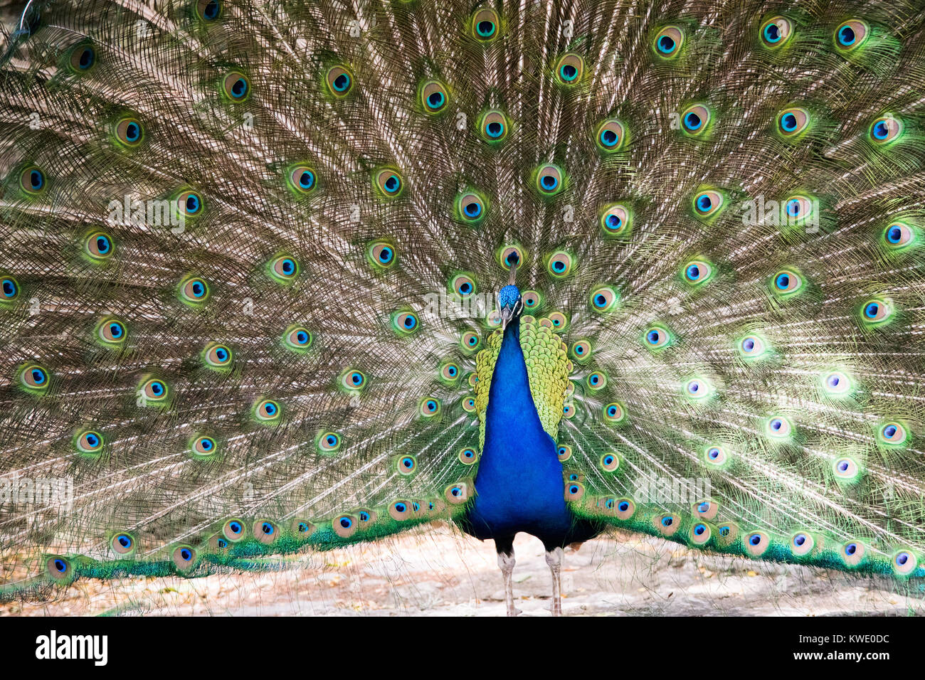 La beauté d'un paon. Cet incroyable oiseau a été trouvé dans le parc de Mayfield, Austin au Texas. Banque D'Images