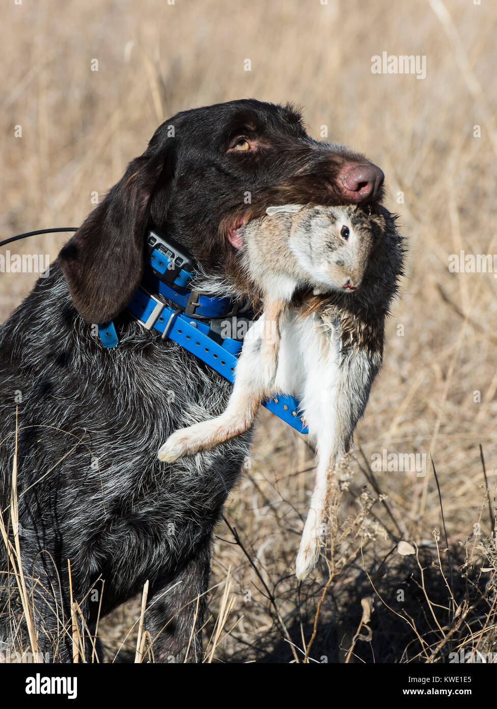 Lapin de chasse chien Banque de photographies et d'images à haute  résolution - Alamy