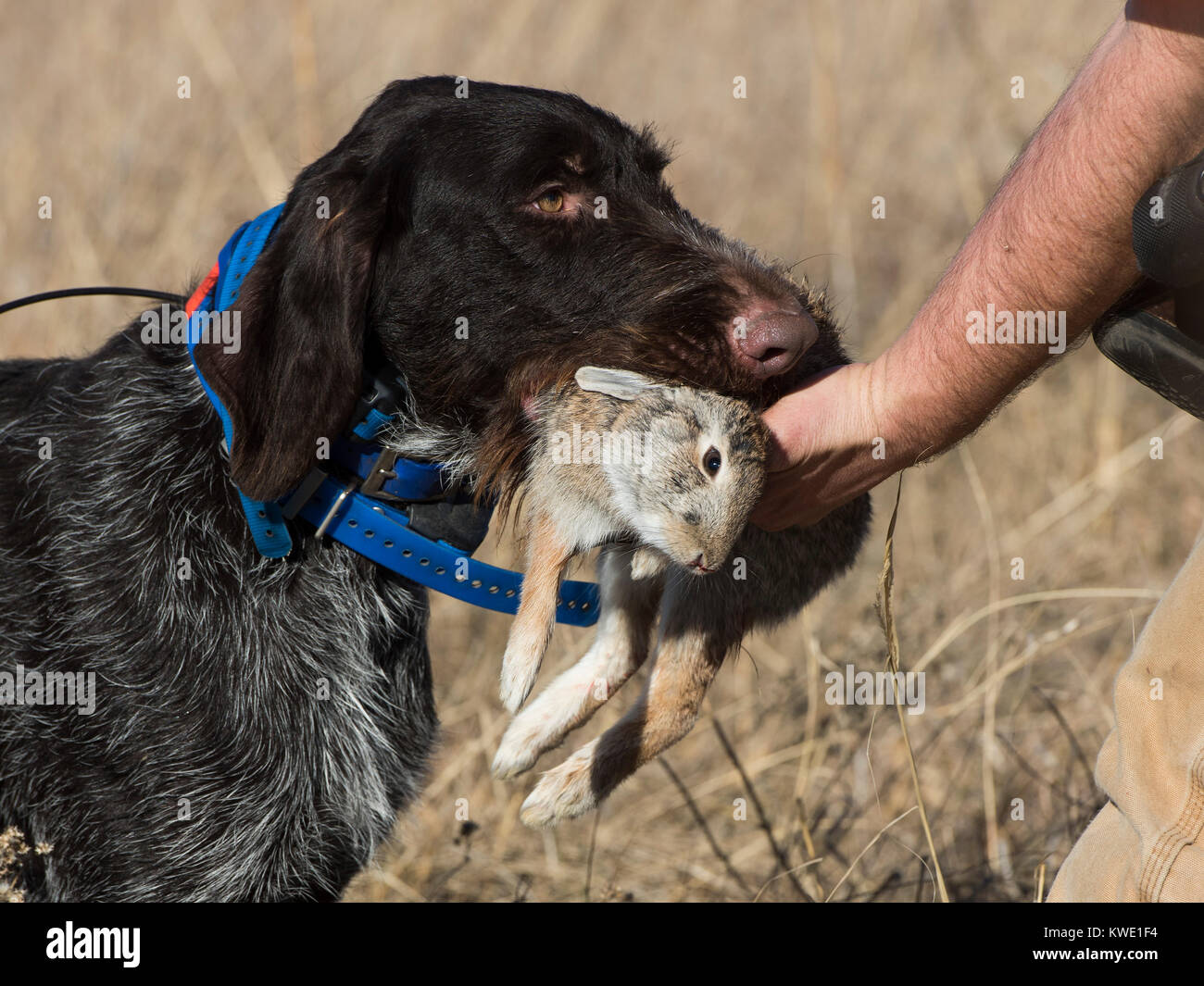 Un chien de chasse avec un Lapin Photo Stock - Alamy