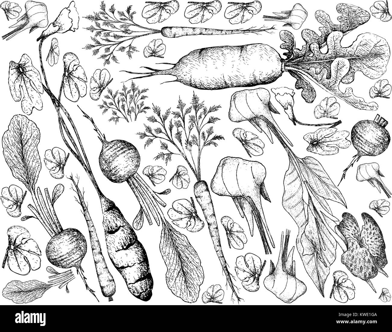 Les légumes racines et tubercules, Illustration de fond de croquis dessinés à la main, de radis frais Mashua, Hambourg Persil, radis chinois et isolés de plantes Canna Illustration de Vecteur