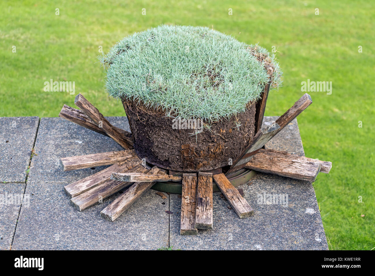 Un baril séché utilisé comme bac à plantes, Royaume-Uni Banque D'Images