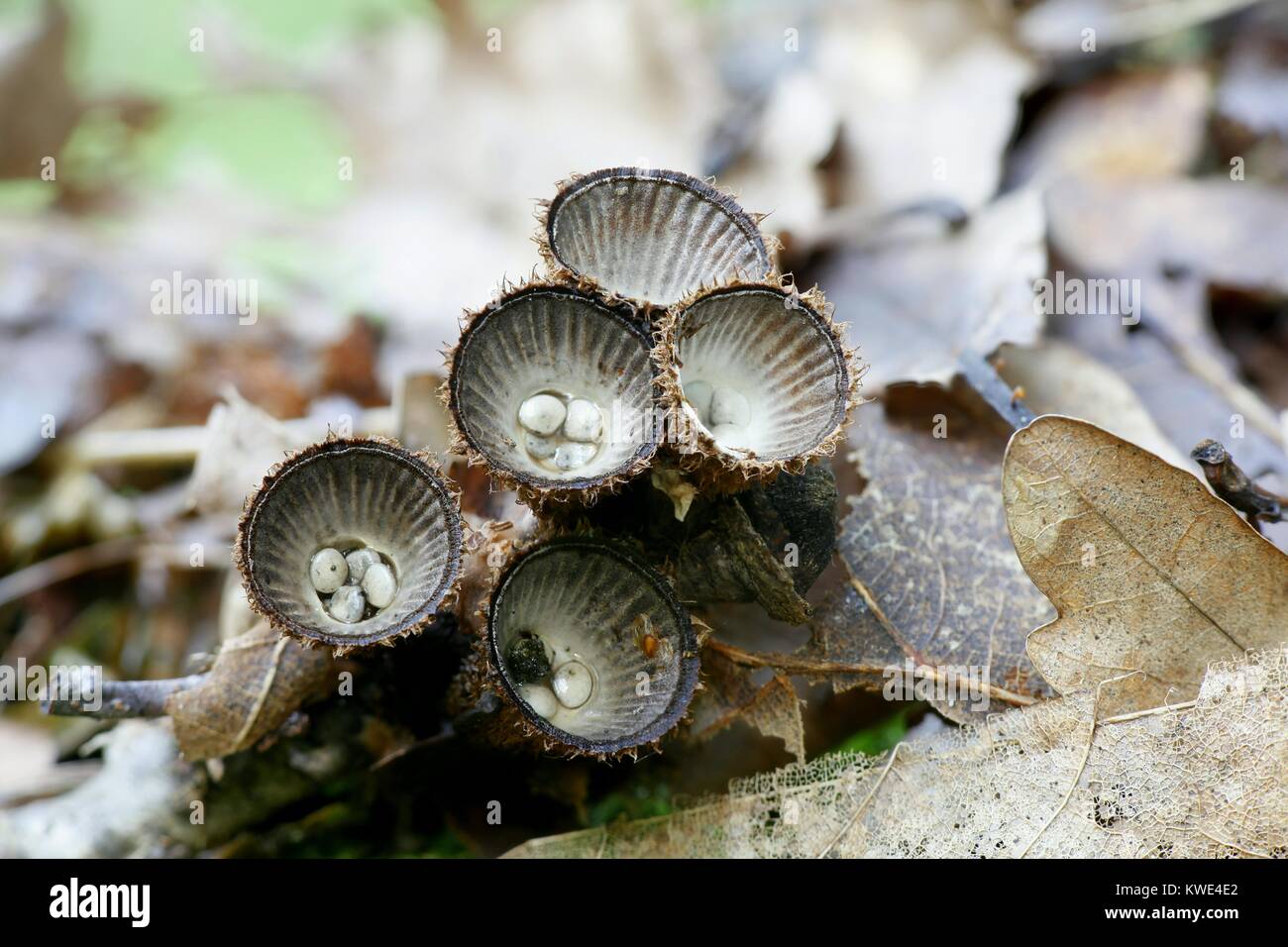 Nid d'oiseau à cannelures, champignon Cyathus striatus, champignons étrange de la Finlande Banque D'Images