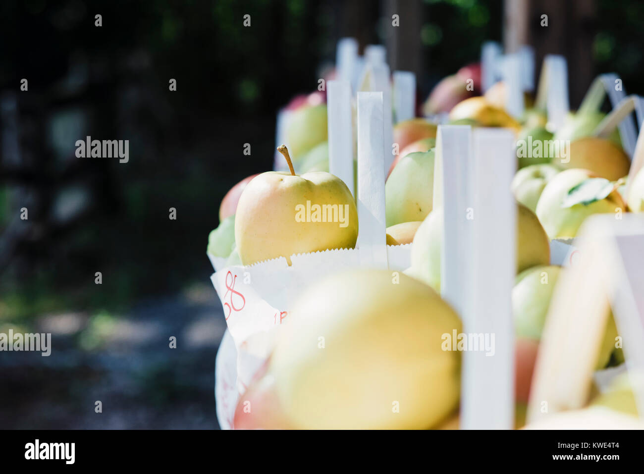 Close-up de pommes dans des sacs en papier à la ferme Banque D'Images