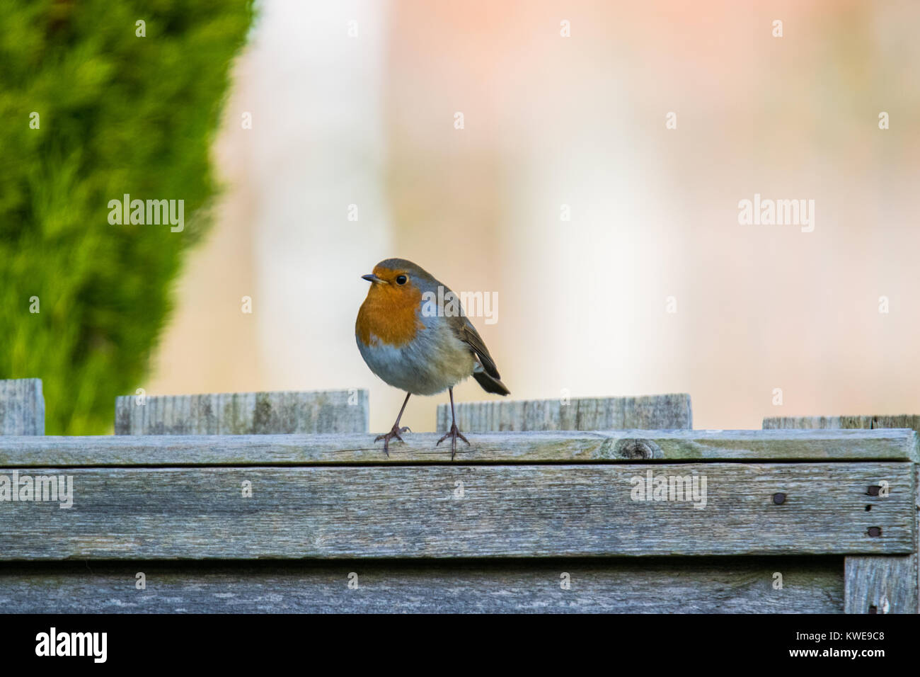 Robin européenne / Robin Redbreast Banque D'Images