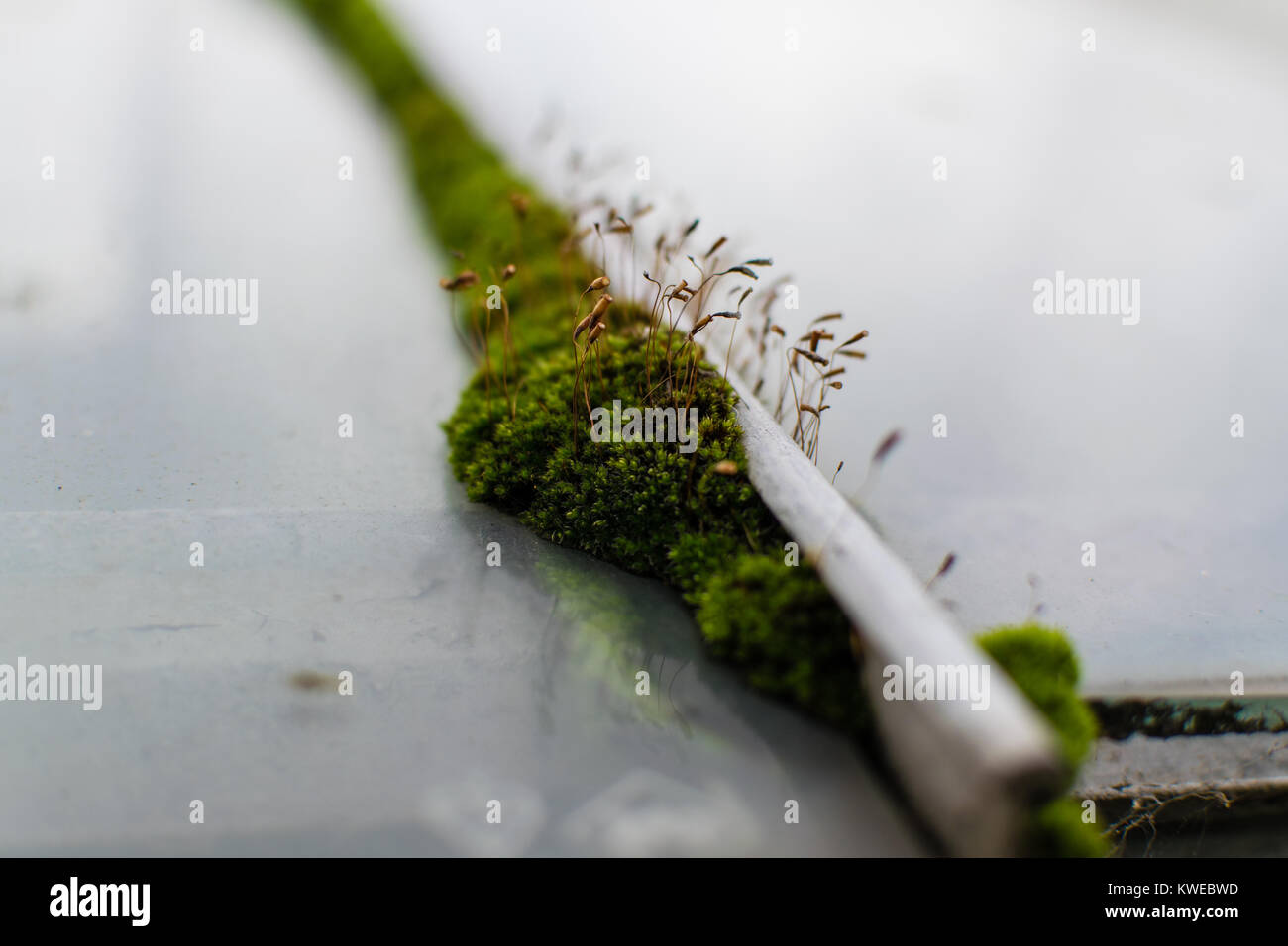 Macro Shot Moss germination Banque D'Images