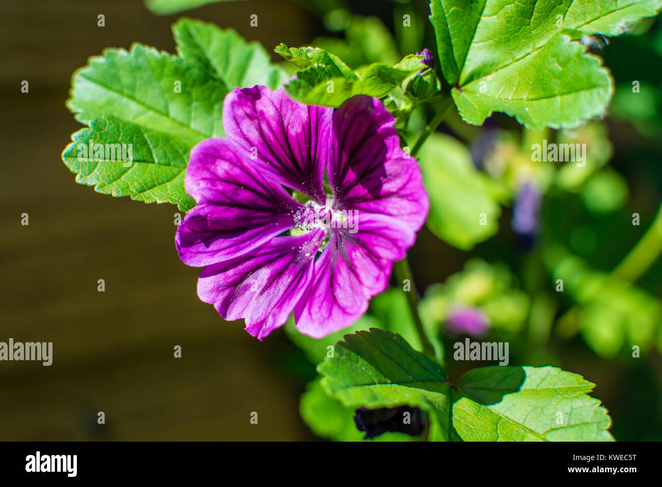 Jardin de fleurs (Macro) Banque D'Images