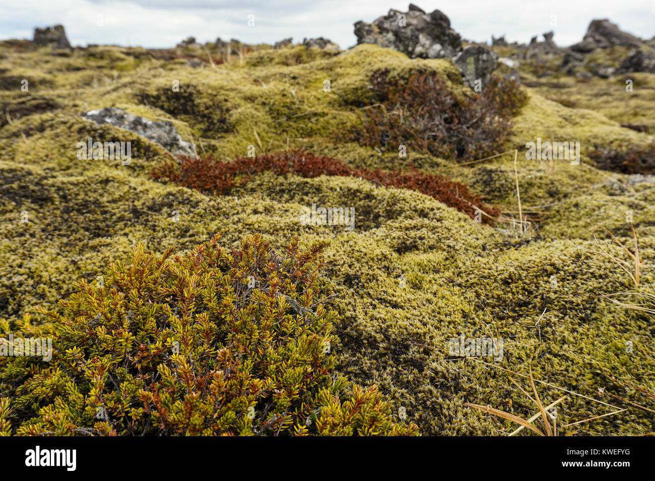 Des roches couvertes de mousse dans le Parc National de Snaefellsnes dans l'ouest de l'Islande. Banque D'Images