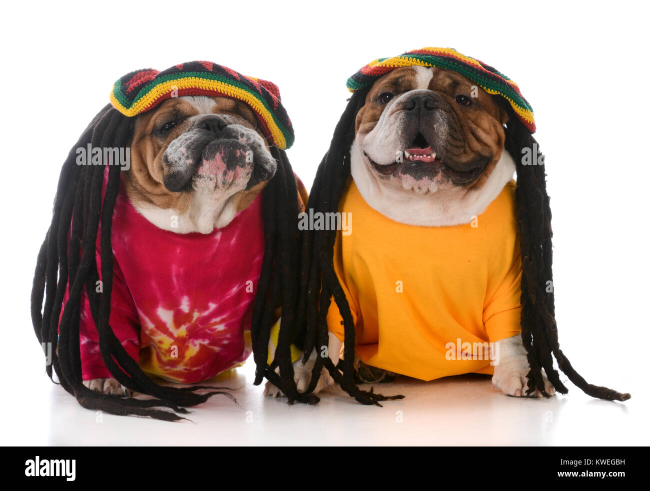 Deux bulldogs anglais avec des dreadlocks sur fond blanc Banque D'Images