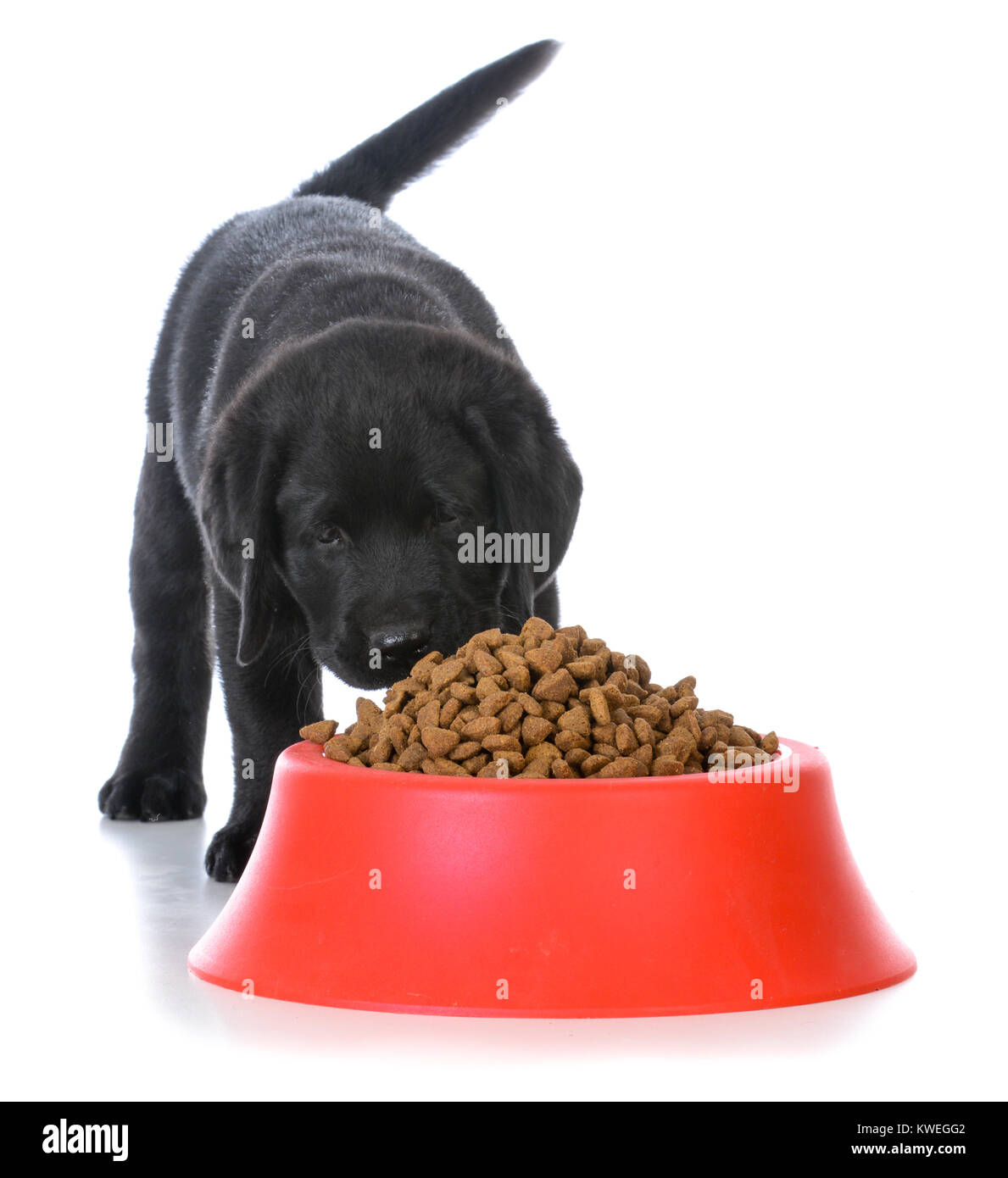 Chiot labrador noir de la croquette de manger un plat de chien rouge sur  fond blanc Photo Stock - Alamy