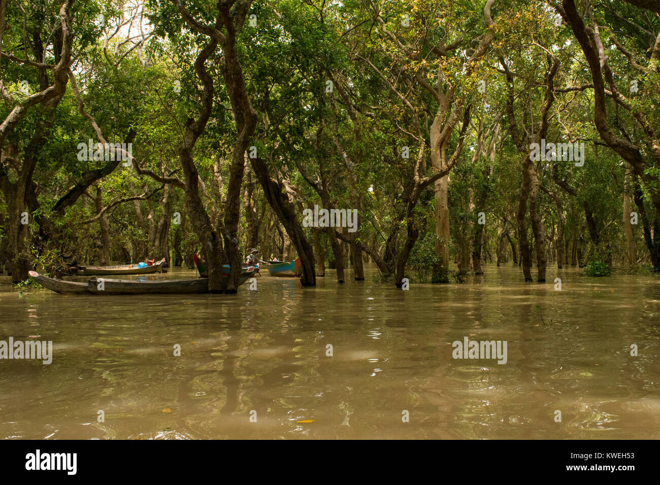 Bateaux amarrés à lié les arbres en forêt flottante noyé inondés avec de l'eau brune la rivière Tonle Sap, Kampong Phluk, Siem Reap, Cambodge, Asie du sud-est Banque D'Images